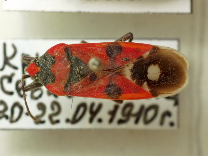 Lygaeus simulans Deckert, 1985